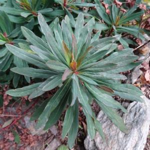 Euphorbia amygdaloides L. [1753] [nn75121] par Alain Bigou le 04/09/2025 - Orgeix
