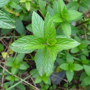 Mentha x piperita subsp. piperita [nn42161] par Alain Bigou le 04/09/2025 - Orgeix