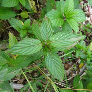 Mentha x piperita subsp. piperita [nn42161] par Alain Bigou le 04/09/2025 - Orgeix