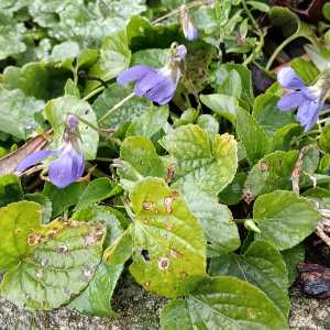 Viola odorata L. [nn72389] par Patrick Ressayre le 12/02/2026 - Vaulx-en-Velin