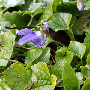 Viola odorata L. [nn72389] par Patrick Ressayre le 12/02/2026 - Vaulx-en-Velin