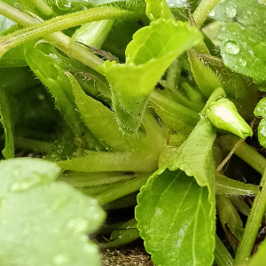 Viola odorata L. [nn72389] par Patrick Ressayre le 12/02/2026 - Vaulx-en-Velin