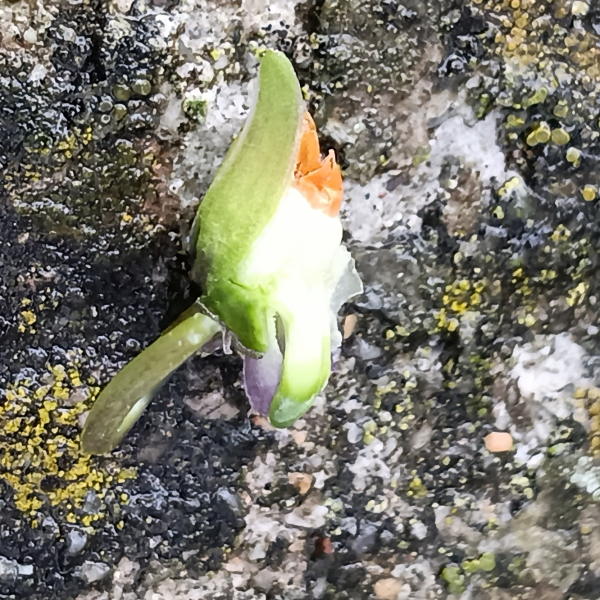 Viola odorata L. [nn72389] par Patrick Ressayre le 12/02/2026 - Vaulx-en-Velin