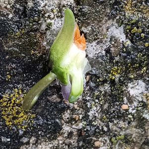 Viola odorata L. [nn72389] par Patrick Ressayre le 12/02/2026 - Vaulx-en-Velin