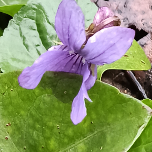 Viola odorata L. [nn72389] par Patrick Ressayre le 12/02/2026 - Vaulx-en-Velin