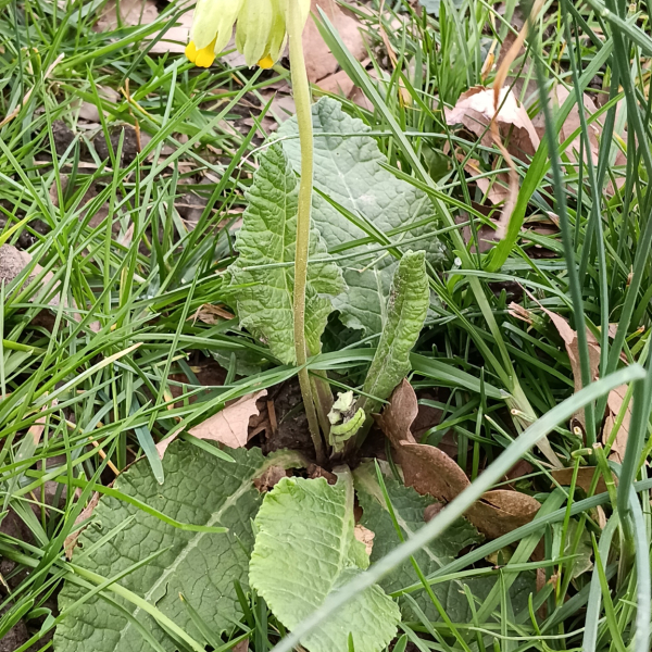 Primula veris L. [1753] [nn53277] par Patrick Ressayre le 18/02/2026 - Vaulx-en-Velin