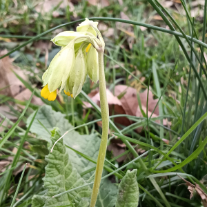 Primula veris L. [1753] [nn53277] par Patrick Ressayre le 18/02/2026 - Vaulx-en-Velin