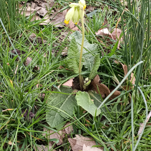 Primula veris L. [1753] [nn53277] par Patrick Ressayre le 18/02/2026 - Vaulx-en-Velin