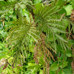 Photographie n°3391291 du taxon Tanacetum vulgare L. [1753]