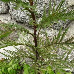 Photographie n°3391292 du taxon Tanacetum vulgare L. [1753]