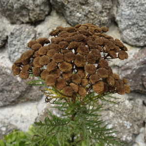 Photographie n°3391293 du taxon Tanacetum vulgare L. [1753]