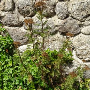 Photographie n°3391294 du taxon Tanacetum vulgare L. [1753]