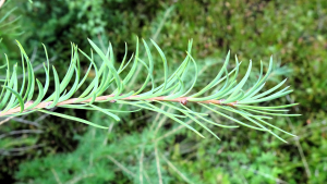 Alain Bigou, le 11 septembre 2025 (Le Born (Plateau du Palais du Roy ))