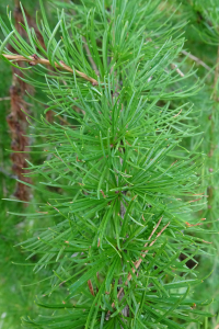 Alain Bigou, le 11 septembre 2025 (Le Born (Plateau du Palais du Roy ))