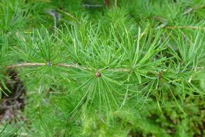 Alain Bigou, le 11 septembre 2025 (Le Born (Plateau du Palais du Roy ))