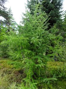 Alain Bigou, le 11 septembre 2025 (Le Born (Plateau du Palais du Roy ))