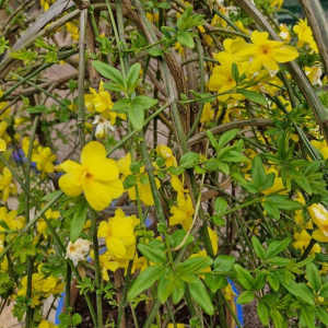 Jasminum mesnyi
