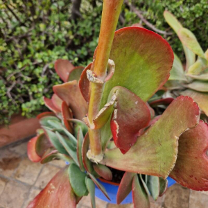 Kalanchoe tetraphylla