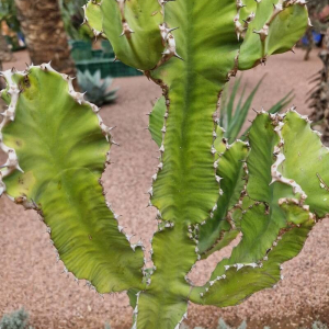 Euphorbia murielii