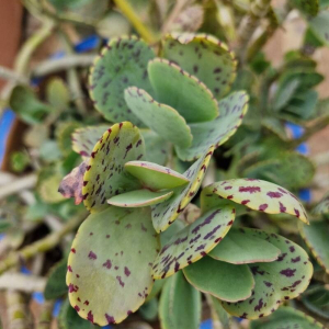 Kalanchoe marmorata