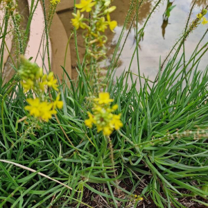 Bulbine frutescens