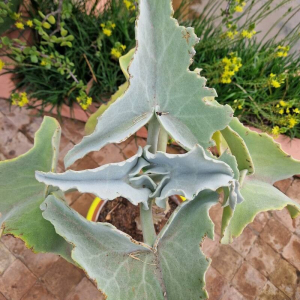 Kalanchoe beharensis