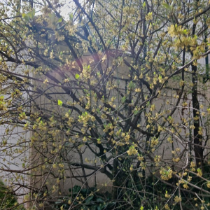 Cornus mas L. [1753]