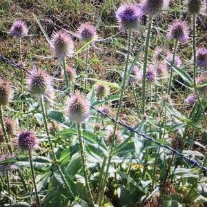 Dipsacus fullonum