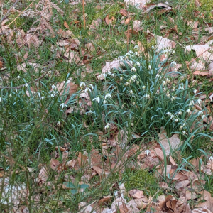 Nivéole de printemps