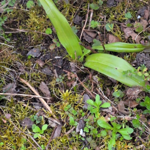 Himantoglossum hircinum