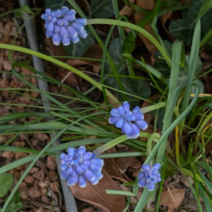 Muscari armeniacum