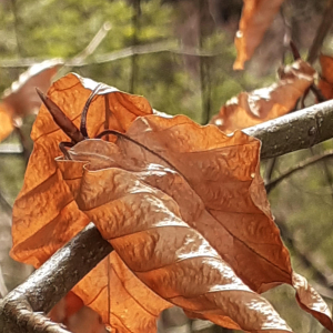 Fagus sylvatica L. [1753]