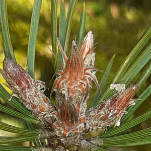 Pinus sylvestris
