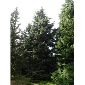 Tsuga mertensiana (Bong.) Carrière