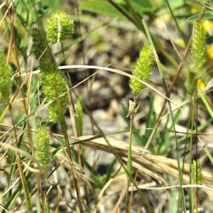 Rostraria cristata (L.) Tzvelev [1971] [nn57834] par Patrick Ressayre le 29/05/2025 - Bourg-Saint-Andéol