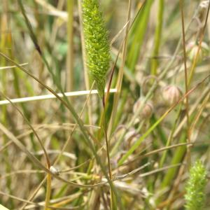 Rostraria cristata (L.) Tzvelev [1971] [nn57834] par Patrick Ressayre le 29/05/2025 - Bourg-Saint-Andéol