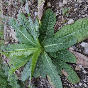 Dipsacus fullonum L. [1753] [nn22678] par Bernard Legendre le 12/03/2026 - Ambronay