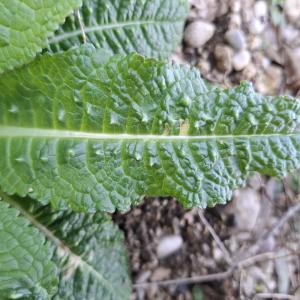 Dipsacus fullonum L. [1753] [nn22678] par Bernard Legendre le 12/03/2026 - Ambronay