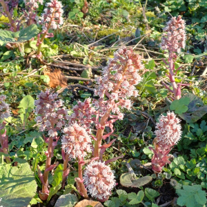 Petasites hybridus (L.) G.Gaertn., B.Mey. & Scherb. [1801] [nn75284] par ann2005 le 02/03/2026 - Roissy-en-Brie