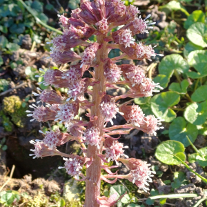 Petasites hybridus (L.) G.Gaertn., B.Mey. & Scherb. [1801] [nn75284] par ann2005 le 02/03/2026 - Roissy-en-Brie