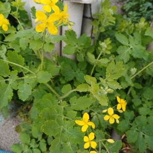 Chelidonium majus L. [1753] [nn16703] par ann2005 le 06/03/2026 - Roissy-en-Brie