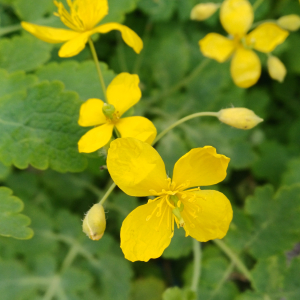 Chelidonium majus L. [1753] [nn16703] par ann2005 le 06/03/2026 - Roissy-en-Brie