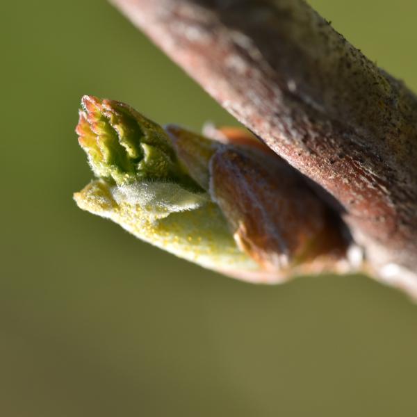 Ribes nigrum L. [1753] [nn56136] par Anouk le 07/02/2026 - Lavans-sur-Valouse