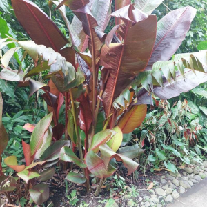 Ensete ventricosum