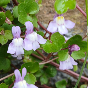 Linaria cymbalaria (L.) Mill. [1768] [nn39214] par Gentia le 10/03/2026 - Lyon