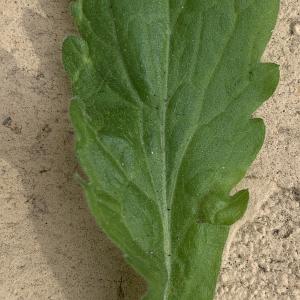 Aster sumatrensis [nn] par Liliane Roubaudi le 09/03/2026 - Lyon