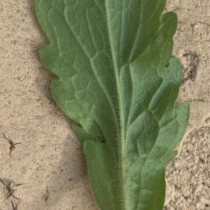 Aster sumatrensis [nn] par Liliane Roubaudi le 09/03/2026 - Lyon