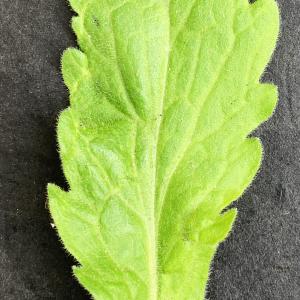 Aster sumatrensis [nn] par Liliane Roubaudi le 09/03/2026 - Lyon