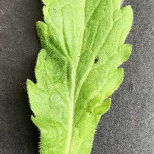 Aster sumatrensis [nn] par Liliane Roubaudi le 09/03/2026 - Lyon