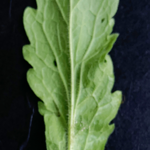 Aster sumatrensis [nn] par Liliane Roubaudi le 09/03/2026 - Lyon